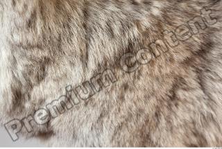 Wolf fur photo reference 0001